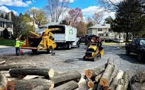 Professional Tree Care in Hillandale, MD