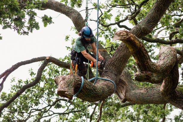 How Our Tree Care Process Works  in  Hillandale, MD