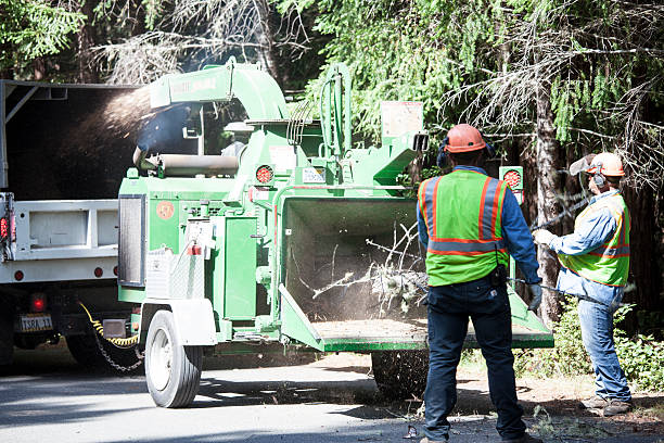 Tree and Shrub Care in Hillandale, MD